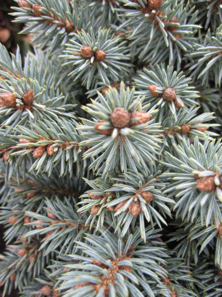 Picea pungens Blue Pearl ist ideal im Steingarten, Heidegarten