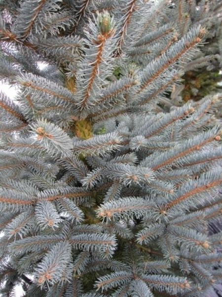 Die Picea pungens Fat Albert - Coloradofichte wächst sehr dicht und kompakt und trägt reizvolle, stahlblaue Nadeln.