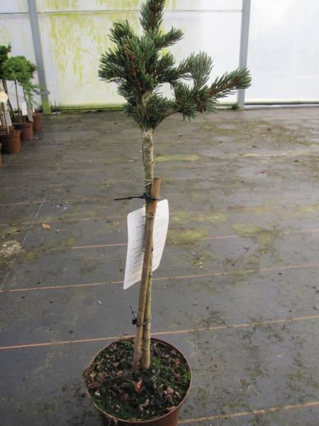 Picea pungens Lucky Strike2