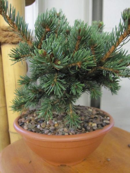 Picea pungens Lucky Strike wächst sehr langsam und bizarr