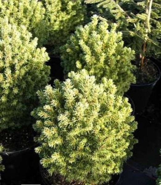 Die Zwergkugelfichte Alberta Globe, Picea glauca Alberta Globe, hat eine sehr gute Winterhärte
