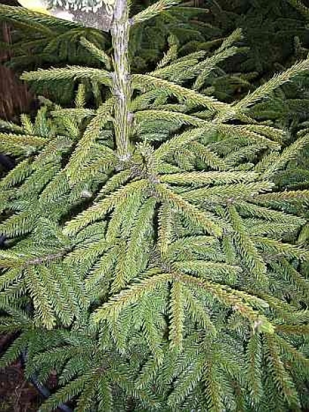 Die Orientalische Zwerggoldfichte, Picea orientalis Aurea compacta, ist von einer sehr guten Winterhärte