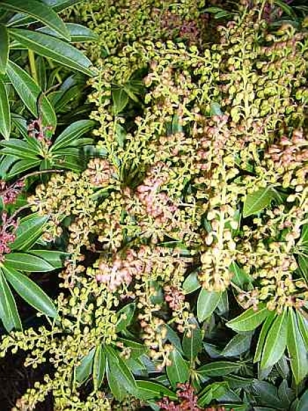 Pieris japonica Cupido 2