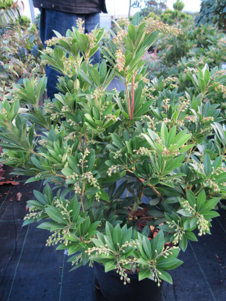 Pieris japonica Rotkäppchen ist ein immergrüner Frühblüher
