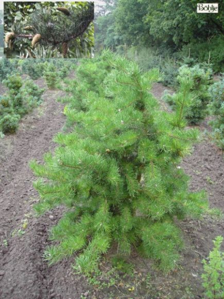 Pinus banksiana  - Bankskiefer - hat kiefernuntypisch wachsende Zapfen. nämlich entgegen der Wuchsrichtung. Die Bankskiefer bevorzugt sonnige Standorte und einen nahrhaften und gut durchlässigen Gartenboden.