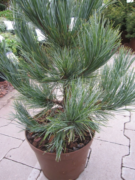 Pinus cembra glauca compacta1