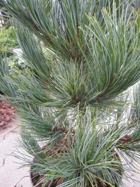 Pinus cembra glauca compacta3