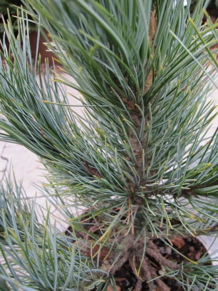 Pinus cembra Westerstede2