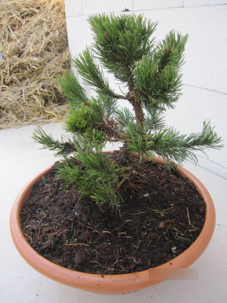 Pinus densiflora Edsal Wood 5