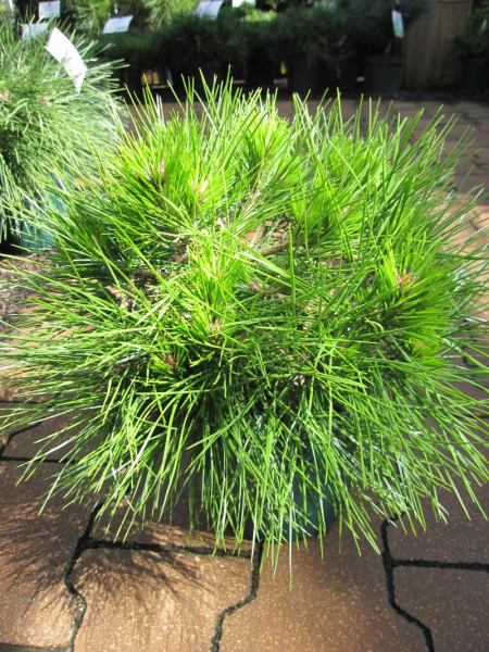 Pinus densiflora Low Glow - Japanische Zwergrotkiefer Low Glow - hat einen flachen, kissenförmigen, breitausladenden Wuchs.