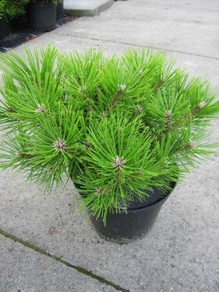 Pinus densiflora Low Glow - Japanische Zwergrotkiefer Low Glow - bekommt wunderschöne rote Zapfen.