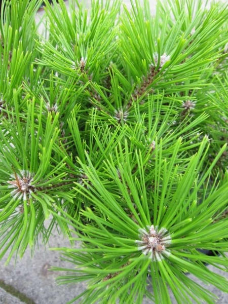 Pinus densiflora Low Glow - Japanische Zwergrotkiefer Low Glow - eignet sich zur Gestaltung von Beeten, Grabstellen und Pflanzgefäßen.