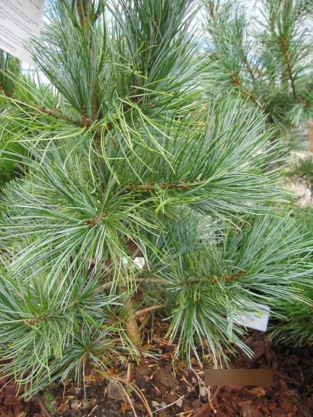 Koreakiefer glauca 2