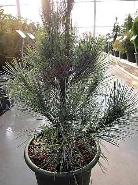 Pinus monticola Ammerland - Ammerland Kiefer. Diese Sorte hat einen kegelförmigen Aufbau und eher in größeren Gärten einsetzbar.