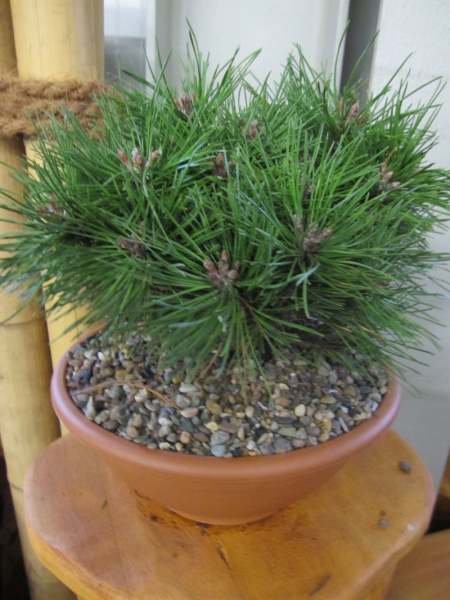 Pinus mugo Benjamin wächst zwergig und langsam