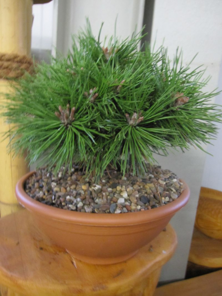 die Zwerg-Bergkiefer Benjamin Bonsai ist perfekt für den kleinen Garten