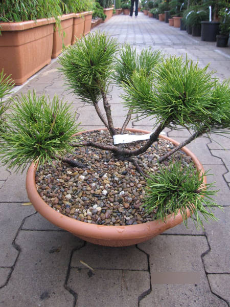 Bonsai der Bergkiefer Typ Tirol