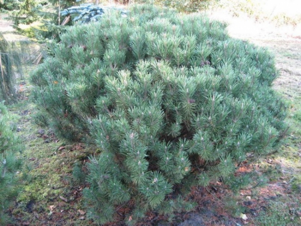 Pinus mugo mughus