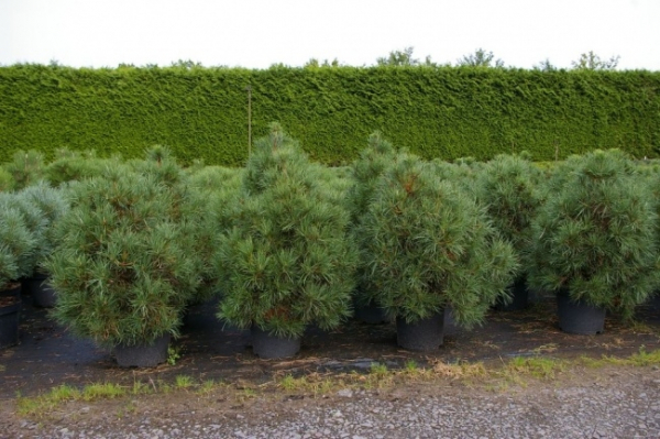 Pinus nigra Spielberg 3