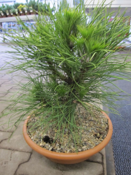 Pinus nigra Spielberg ist eine immergrüne Konifere