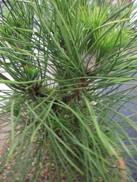 Pinus nigra Spielberg hat besonders lange, dunkelgrüne Nadeln