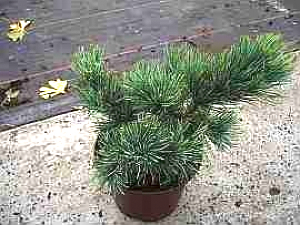 Pinus pumila Glauca - Blaue Krie