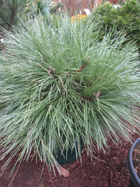 Pinus resinosa Pillnitz ist eine Koniferen-Rarität