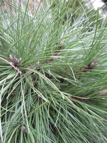 Pinus resinosa Pillnitz wächst langsam und zwergig