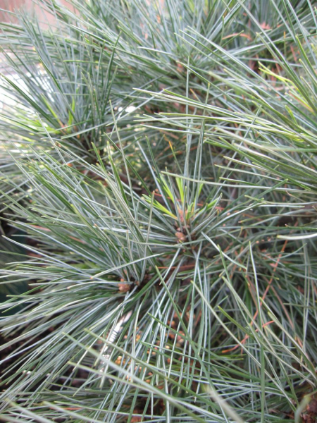Pinus strobus Bergmanns Mini - Zwergseidenkiefer Bergmanns Mini - Weymouthskiefer - hat glänzende, lange, weiche, grün-silber-blaue Nadeln.