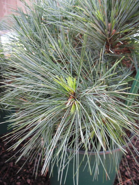 Pinus strobus Bergmanns Mini - Zwergseidenkiefer Bergmanns Mini - Weymouthskiefer - ist pflegeleicht, anspruchslose und besonders gut winterhart.