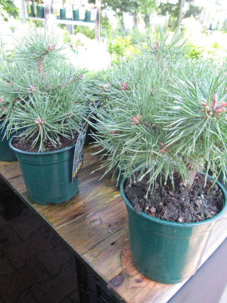 Pinus sylvestris Bexel - Waldkiefer Bexel - besitzt weiche, frischgrüne Nadeln.