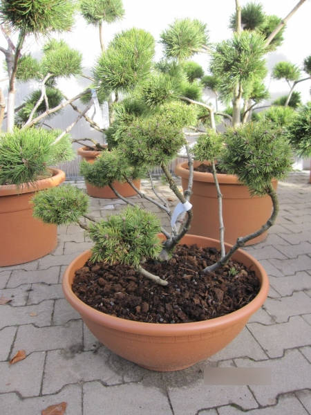 Pinus sylvestris lettland