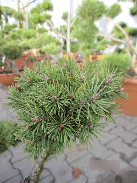 Formschnitt Bonsai