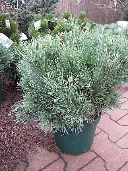 Pinus sylvestris Martham - Zwergwaldkiefer Martham. Glänzt mit silbrigblauen Nadeln und schmückenden Zapfen. Eine Besonderheit.