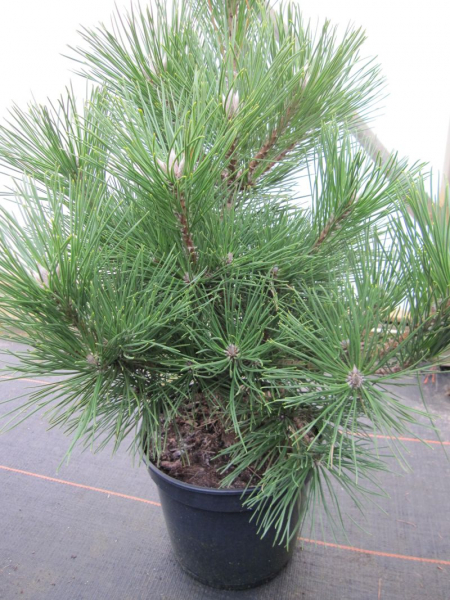 Pinus thunbergii Maijima ist eine immergruene Konifere mit besonders hohem Zierwert
