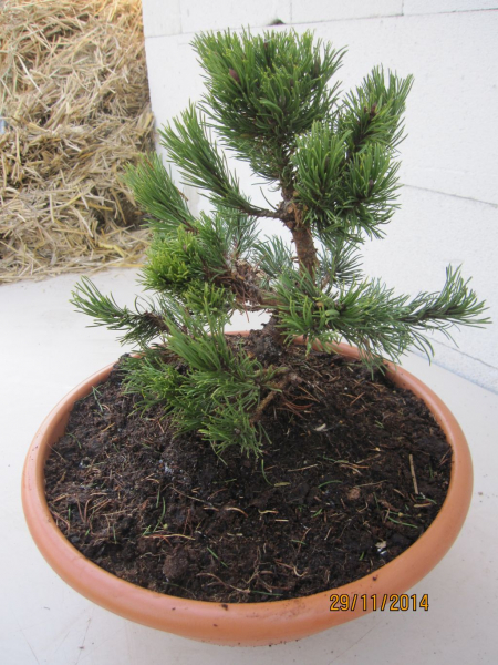 Japanische Zwergrotkiefer Edsal Wood Pinus densiflora Edsal Wood 