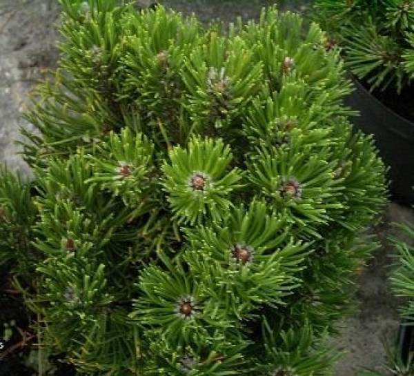 Die Zwergbergkiefer Limerick, Pinus mugo Limerick, ist eine robuste und sehr winterharte Zierpflanze