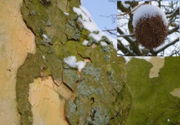 Platanus hispanica, Ahornblättrige Platane, ist ein sehr resistenter und robuster Baum
