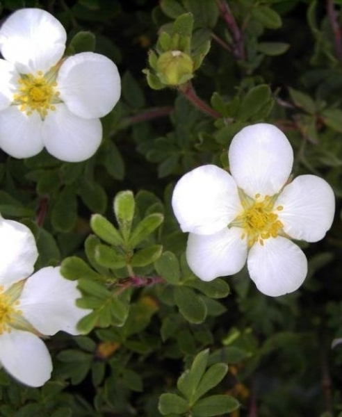 Potentilla fruticosa Abbotswood