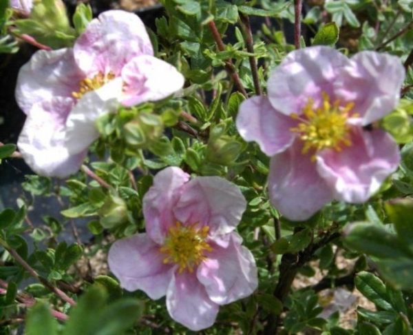 Potentilla fruticosa Princess® - Fingerstrauch Princess® - Fünffingerstrauch - wächst kompakt, buschig mit feintriebigen und bodenaufliegenden Grundtrieben. Er blüht anfangs mit rosa Blüten, später weißrosa. Der Standort sollte halbschattig bis sonnig sei