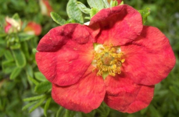 Potentilla fruticosa Red Ace - Fünffingerstrauch - Fingerstrauch -zeigt in den Monaten Juli-Oktober orange-rote Blüten. Dieser kleine Strauch ist anspruchslos, pflegeleicht und äußerst winterhart. Auch als Bodendecker geeignet.