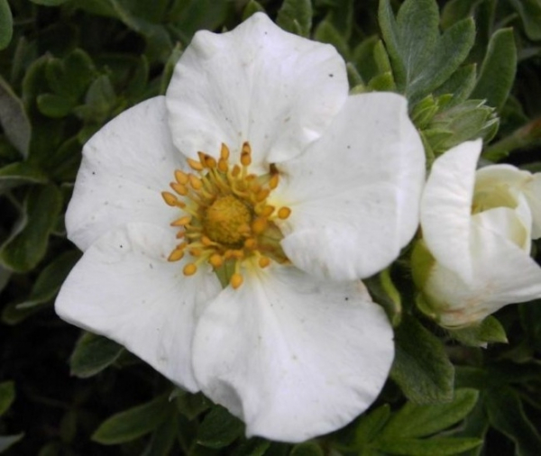 Potentilla fruticosa Tilford Cream - Fingerstrauch Tilford Cream - Fünffingerstrauch - überzeugt in den Monaten von Juni bis September mit seinen zahlreichen cremefarbenden Blüten, die diesen dichtwachsenden und breitbuschigen Fingerstrauch überdecken. Di