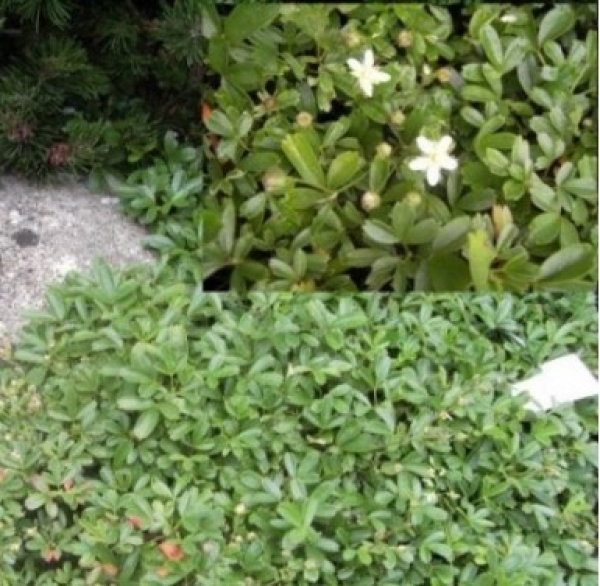 Potentilla tridentata Nuuk 1