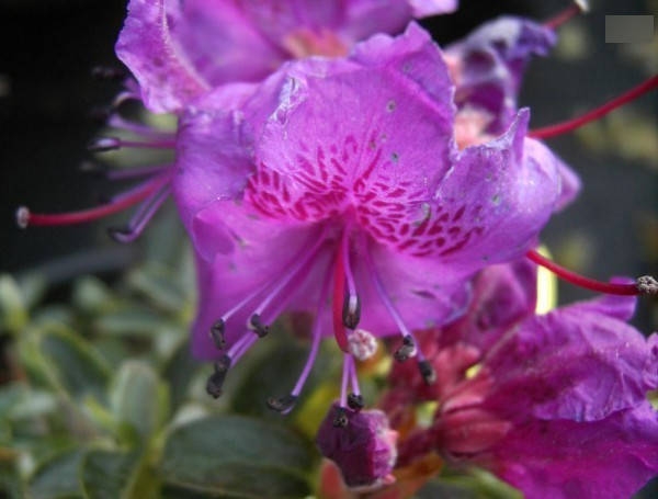 Rhododendron prostratum2