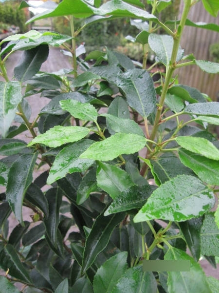 Prunus angustifolia lusitanica 2