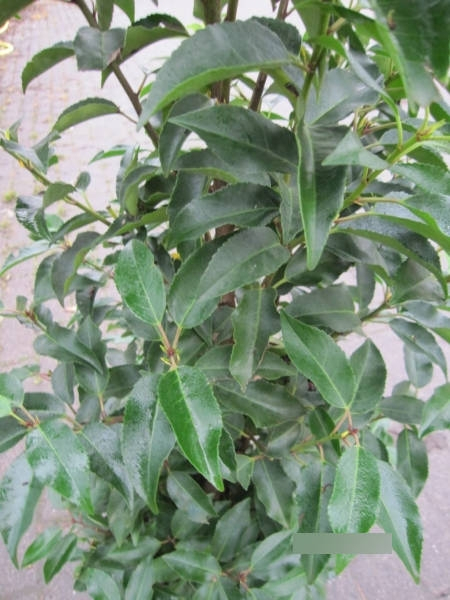 Prunus angustifolia lusitanica 1