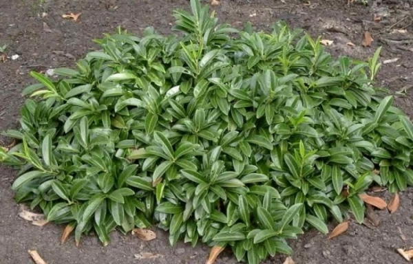 Prunus laurocerasus Mount Vernon