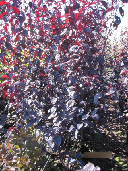 dunkelrote Blutpflaumen
