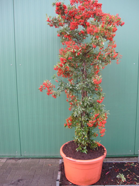 Feuerdorn Red Column