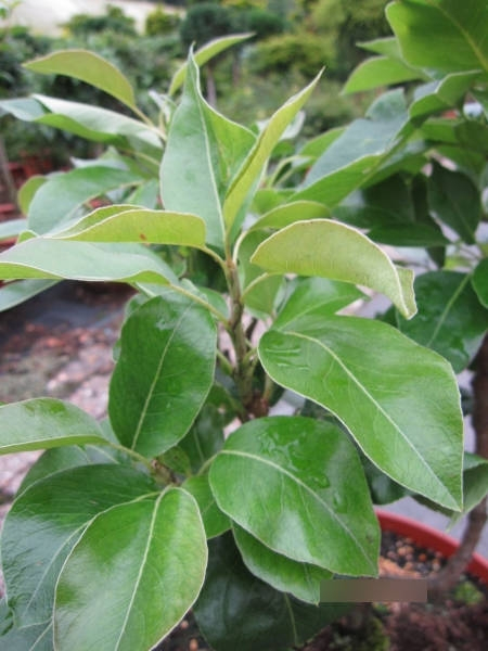 Pyrus communis Nano 2